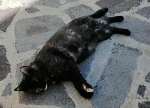 Paolina giovane gattina in Sardegna cerca casa