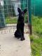 Madame cucciolina nera come l’ebano, nata intorno a dicembre 2022
