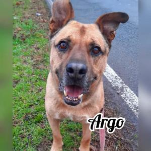 Argo per gli amanti della razza pittbull IN ADOZIONE