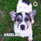 Angelina, cucciolotta (rifugio del pavese)